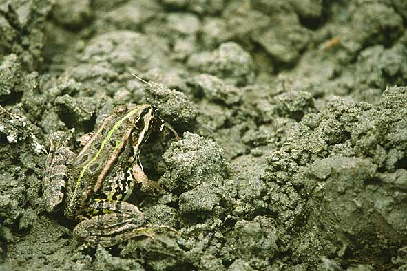Kleiner Teichfrosch