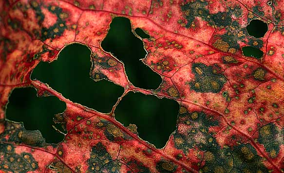 Herbstblatt