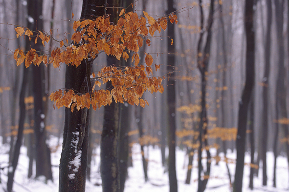 Buchenwald im Winter