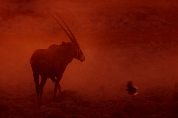 Oryxantilope