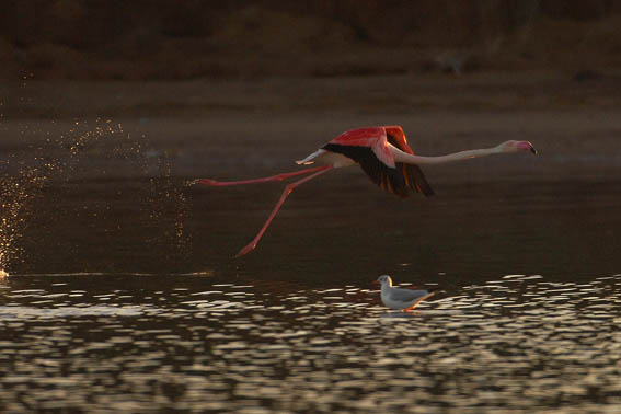 Flamingo startet