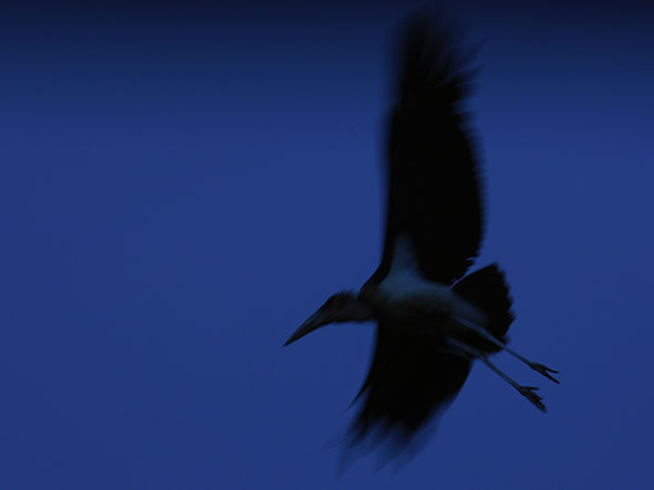 das letzte Bild der Serie... Zu guter Letzt: Marabu