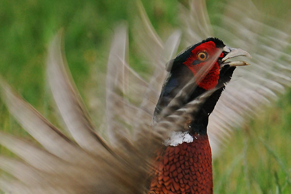 Es geht auch ohne Rolex