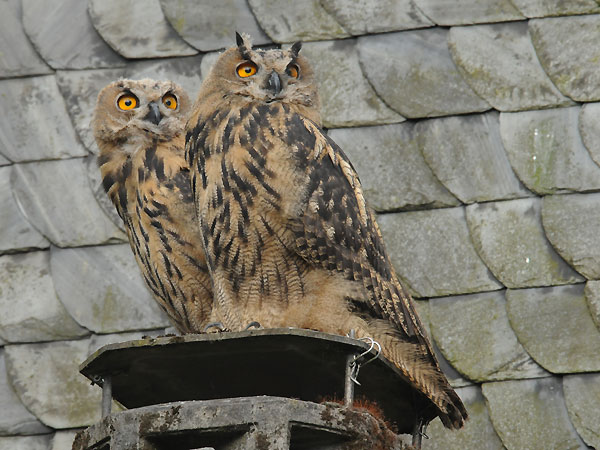 Ein Riesenvogel