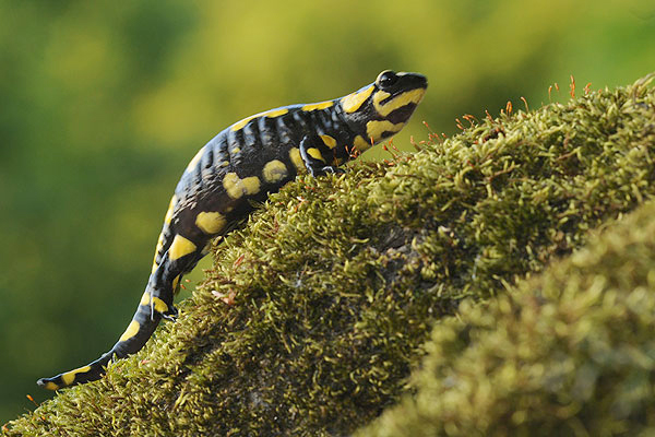 Feuersalamander