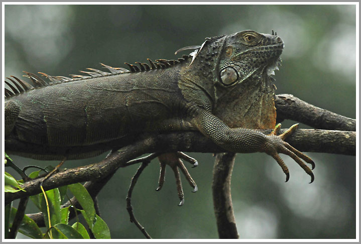 Grüner Leguan