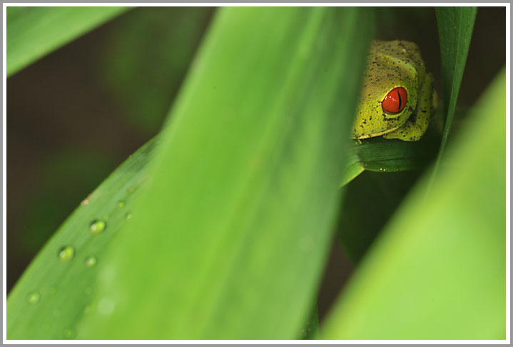 Rotaugenlaubfrosch