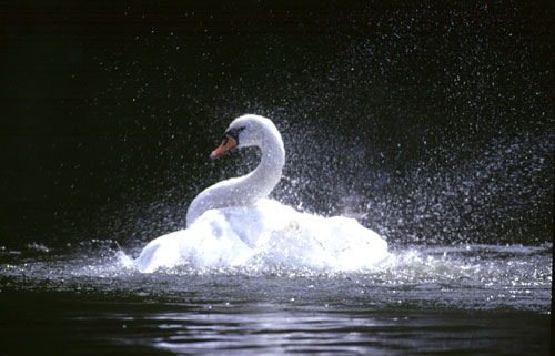 Höckerschwan