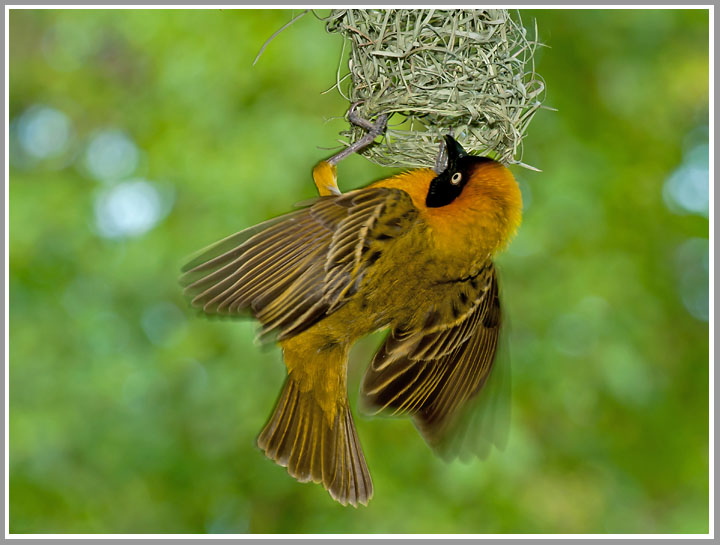 Maskenwebervogel