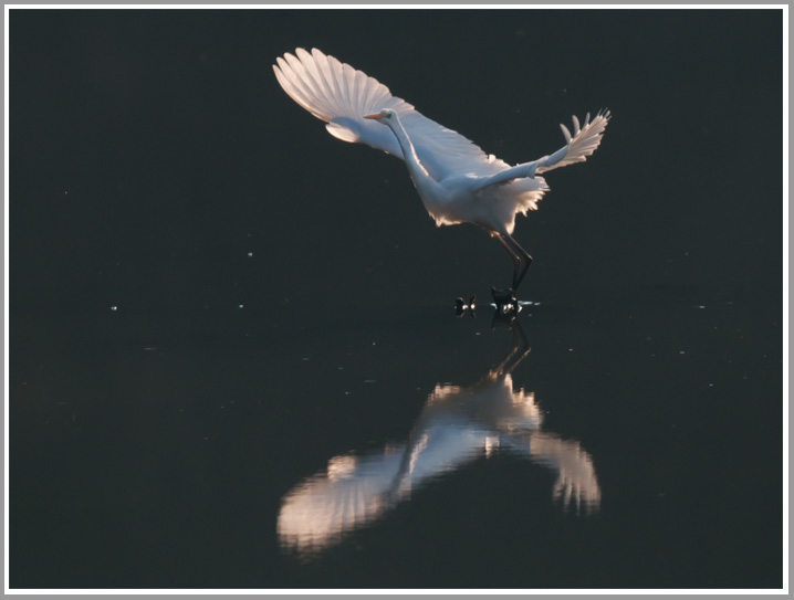 das letzte Bild der Serie... Silberreiher