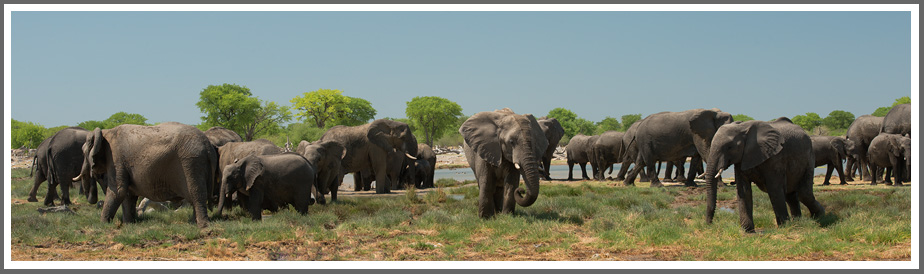 Loxodonta africana