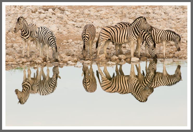 Zebras 1
