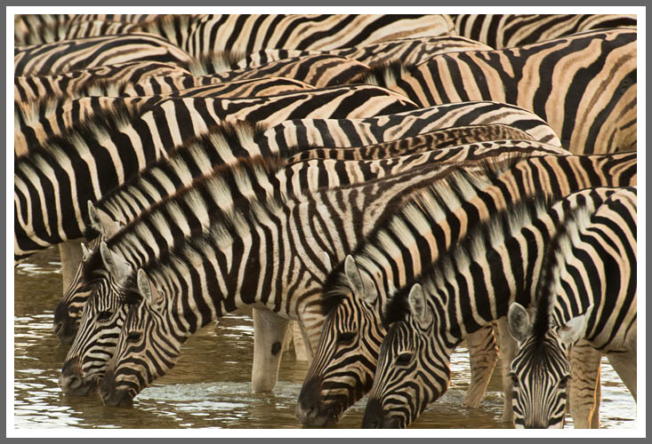 Zebras 2