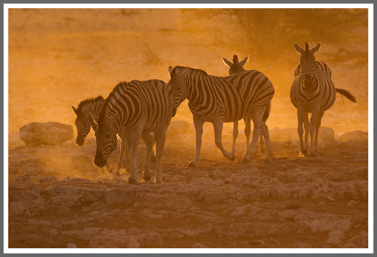 Zebras 3