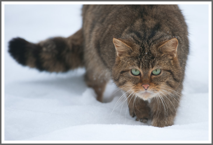 Wildkatze I