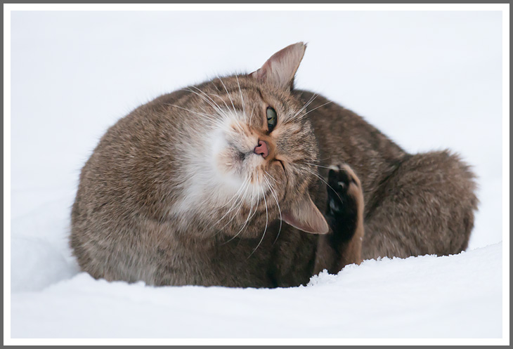 Wildkatze II
