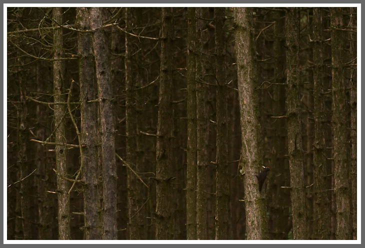 Schwarzspecht im Kiefernwald