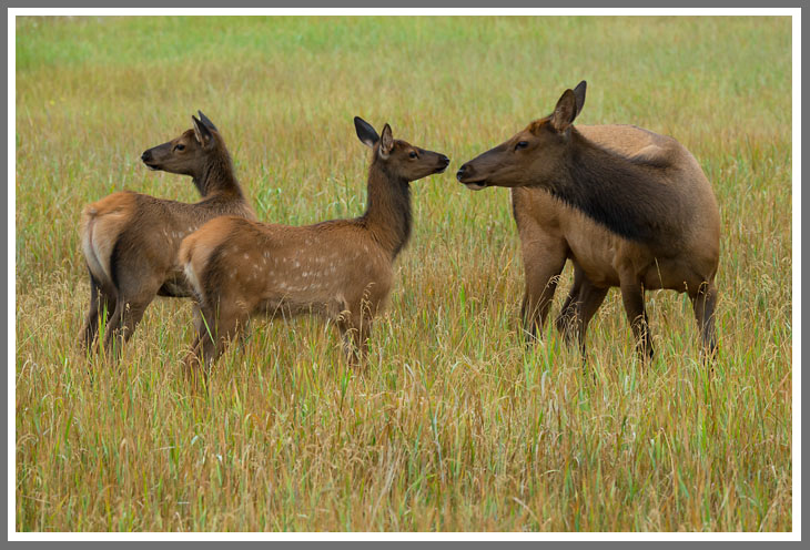 Wapitis