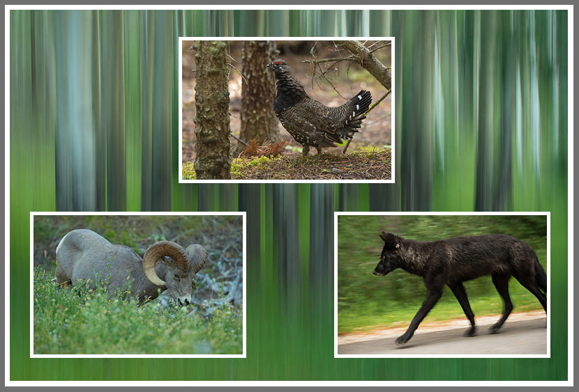 Fauna der Rockies 1