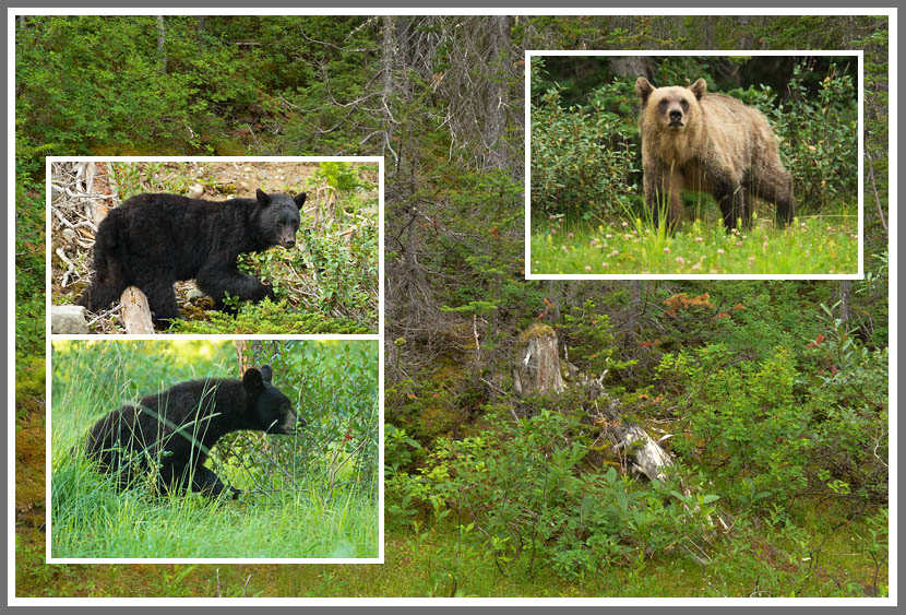 Fauna der Rockies 2
