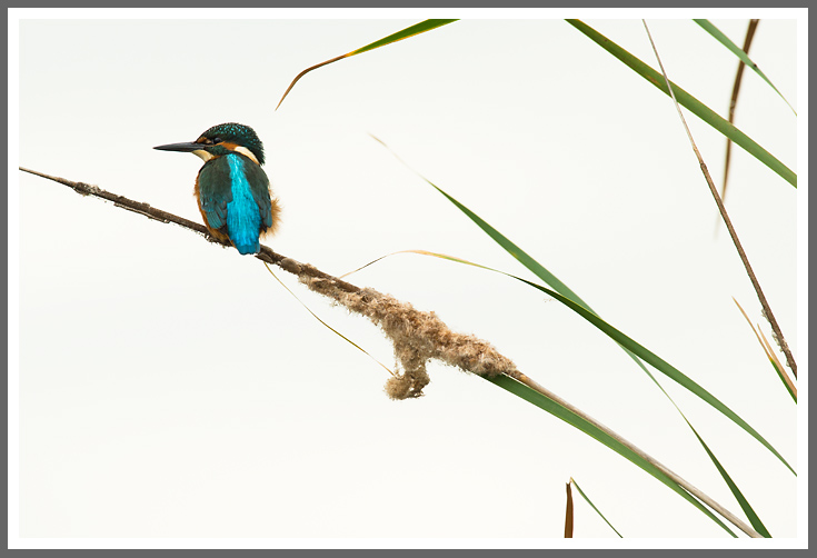 Eisvogel