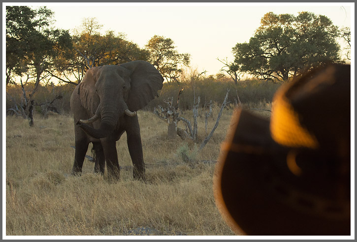 Auf Safari 2
