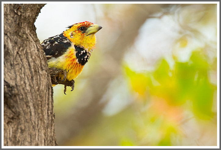 Ein Titelfoto für GalerieAktuell: Kruger NP Südafrika 2015