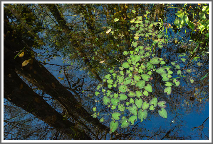 Wasserwald 1