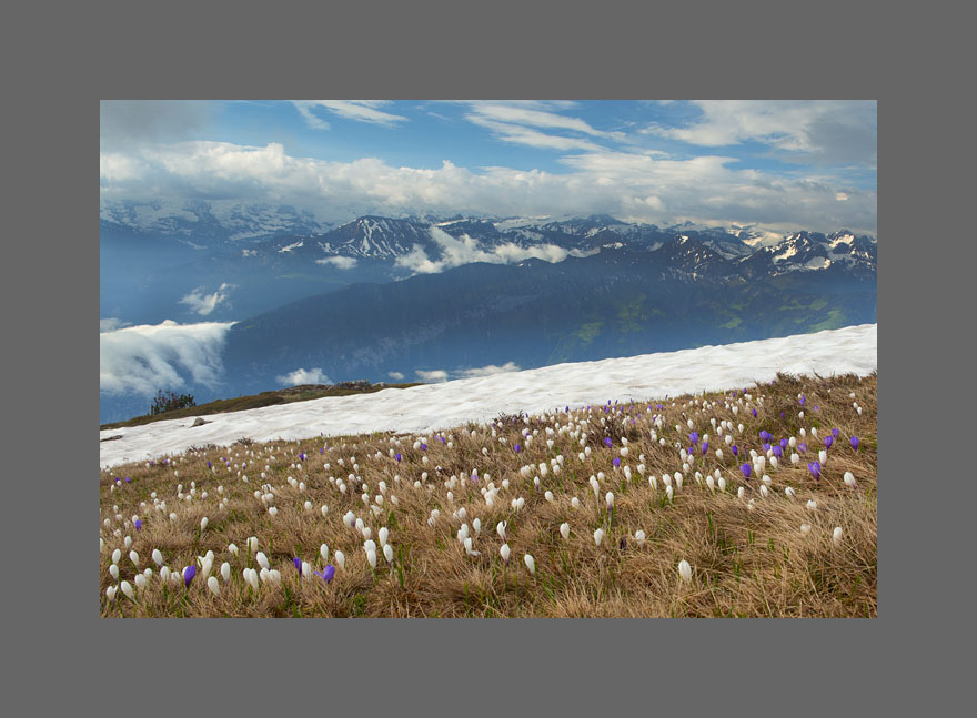 Frühlingskrokusse