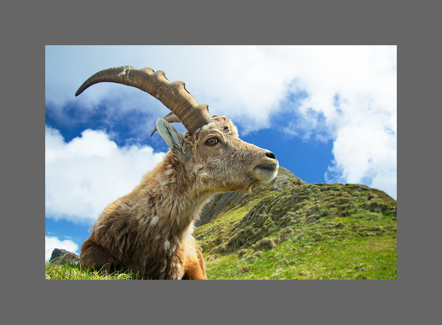 Steinbock I