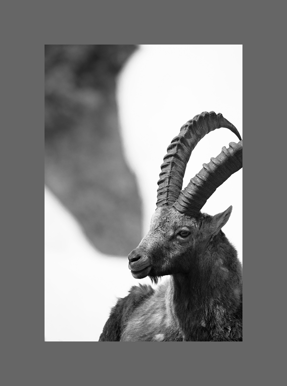 Steinbock II