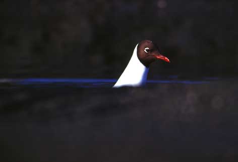 Lachmöwe