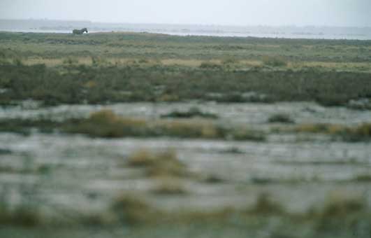Regen in Etosha