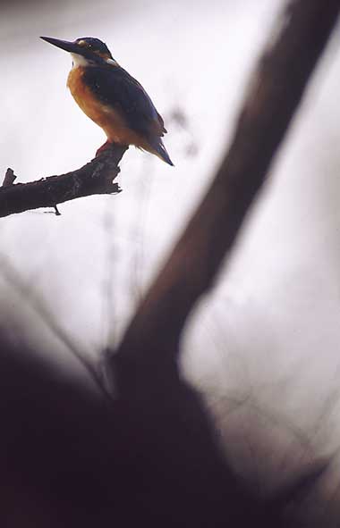 Eisvogel