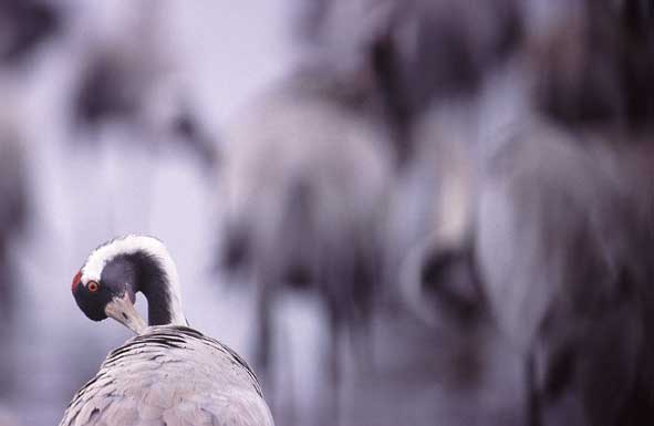 Individuum und Gruppe