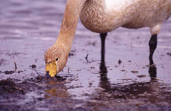 Singschwan