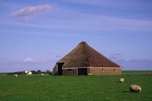 Texelschafe und traditionelle Stallung