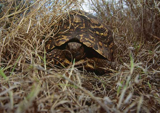 Pantherschildkröte