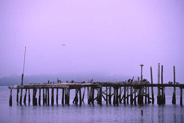 Cedar Key