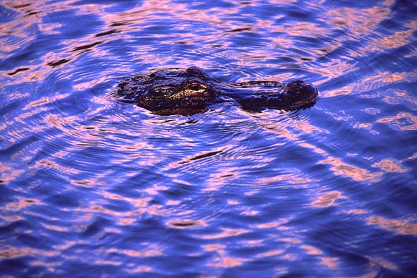Missisippialligator