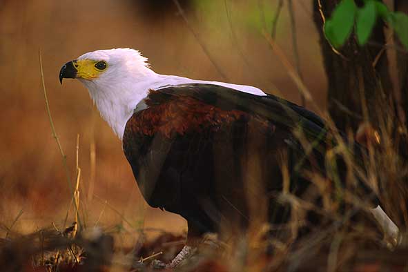 Schreiseeadler