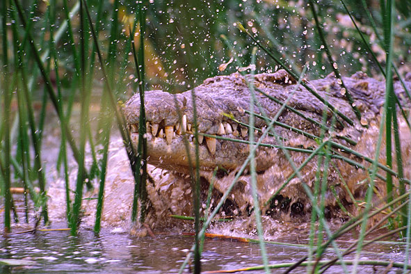 Nilkrokodil