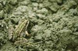 Kleiner Teichfrosch