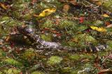 Baby - Alligator