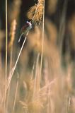 Rohrammer