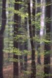 Buchenwald im Frühling II
