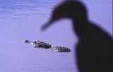 Vorsicht Alligator!