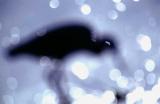 Little Blue Heron im Gegenlicht