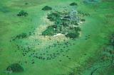 Büffel im Okawango