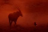 Oryxantilope